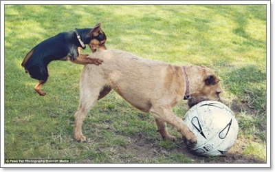 Dogilike.com :: ҧҾ! ҾعѢš  5 ի͹