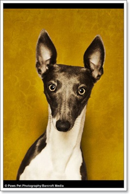 Dogilike.com :: ҧҾ! ҾعѢš  5 ի͹