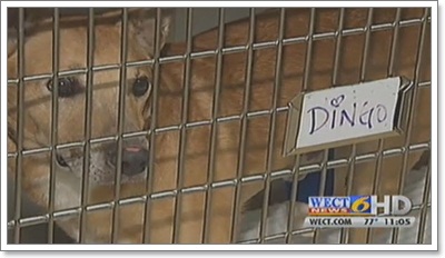 Dogilike.com :: ! عѢʹºҧҧط