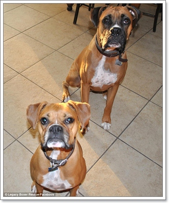 Dogilike.com :: .觨Ѻ͹ҹ˴ҧعѢ ˵Ӥҭ§!