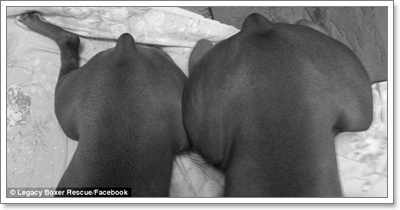 Dogilike.com :: .觨Ѻ͹ҹ˴ҧعѢ ˵Ӥҭ§!