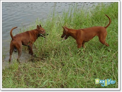 Dogilike.com :: ѧҹ شʹعѢ¾ѹҡԴѹѺš