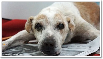 Dogilike.com :: ش! ش¢ͧعѢèѴԧ