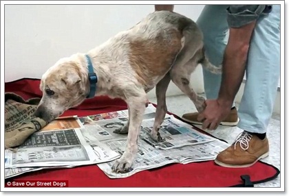 Dogilike.com :: ش! ش¢ͧعѢèѴԧ