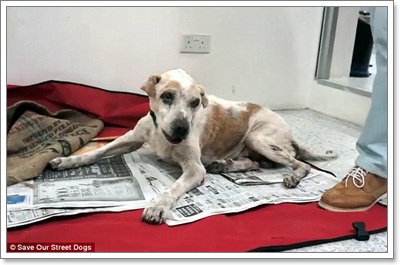 Dogilike.com :: ش! ش¢ͧعѢèѴԧ