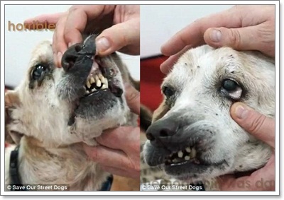 Dogilike.com :: ش! ش¢ͧعѢèѴԧ