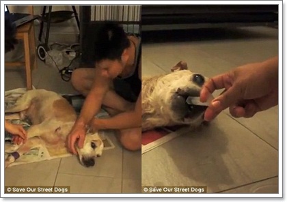 Dogilike.com :: ش! ش¢ͧعѢèѴԧ