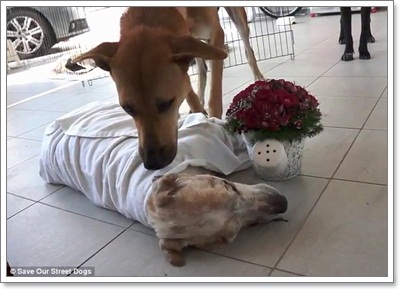 Dogilike.com :: ش! ش¢ͧعѢèѴԧ