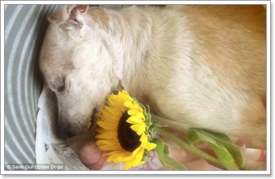 Dogilike.com :: ش! ش¢ͧعѢèѴԧ