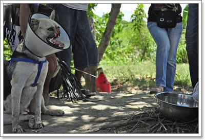 Dogilike.com :: 10 شʹعѢͺ 2012