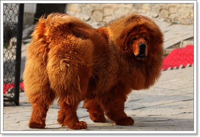 Dogilike.com :: 10 شʹعѢͺ 2012
