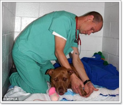 Dogilike.com :: 10 شʹعѢͺ 2012