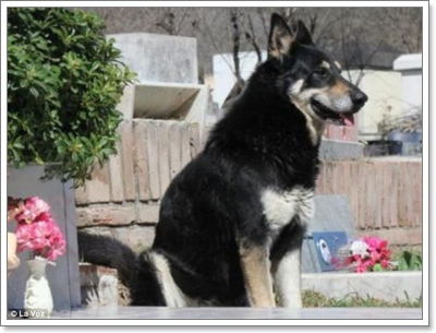 Dogilike.com :: 10 شʹعѢͺ 2012
