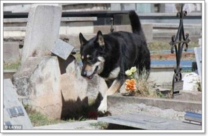 Dogilike.com :: 10 شʹعѢͺ 2012