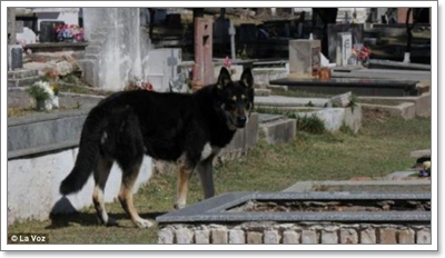 Dogilike.com :: 10 شʹعѢͺ 2012
