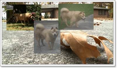 Dogilike.com :: 10 شʹعѢͺ 2012