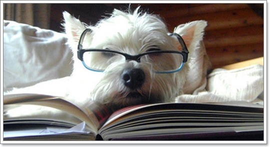 Dogilike.com :: 10 شʹعѢͺ 2012