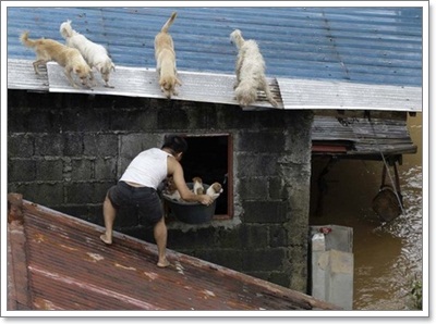 Dogilike.com :: 10 شʹعѢͺ 2012