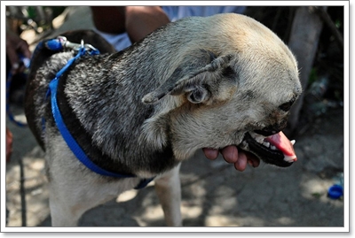 Dogilike.com :: 10 شʹعѢͺ 2012