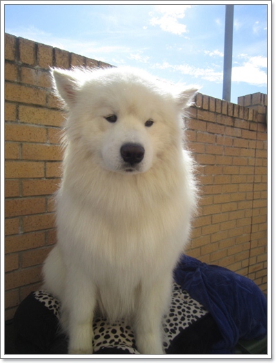 Dogilike.com :: 10 شʹعѢͺ 2012