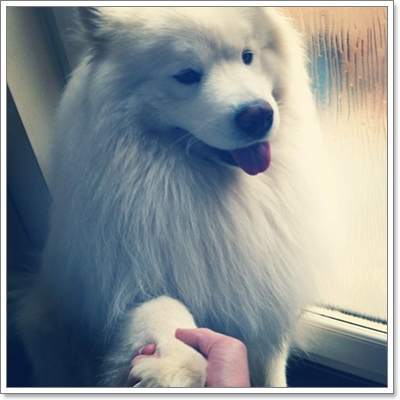 Dogilike.com :: 10 شʹعѢͺ 2012