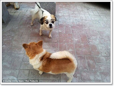Dogilike.com :: ѡ͹ʧ! Ǩչҡ鹷ҴعѢ