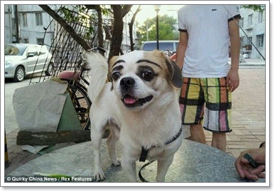 Dogilike.com :: ѡ͹ʧ! Ǩչҡ鹷ҴعѢ