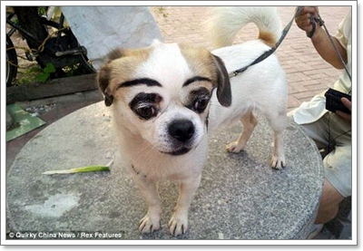 Dogilike.com :: ѡ͹ʧ! Ǩչҡ鹷ҴعѢ