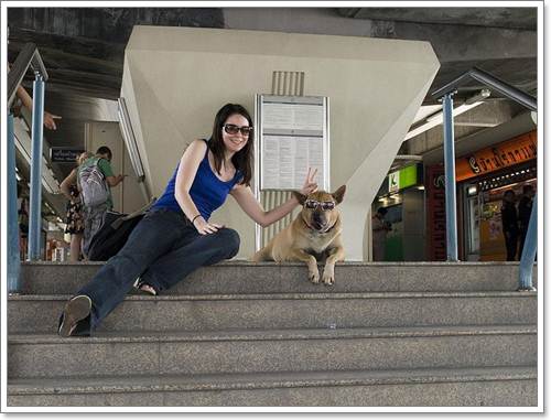 Dogilike.com :: แรมโบ้ สุนัขจรจัดที่ยังคงอยู่ในใจชาวกรุงฯ