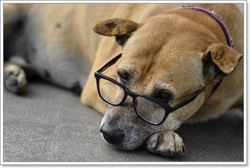 Dogilike.com :: แรมโบ้ สุนัขจรจัดที่ยังคงอยู่ในใจชาวกรุงฯ