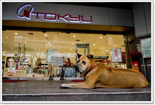 Dogilike.com :: แรมโบ้ สุนัขจรจัดที่ยังคงอยู่ในใจชาวกรุงฯ