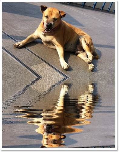 Dogilike.com :: แรมโบ้ สุนัขจรจัดที่ยังคงอยู่ในใจชาวกรุงฯ