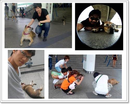 Dogilike.com :: แรมโบ้ สุนัขจรจัดที่ยังคงอยู่ในใจชาวกรุงฯ