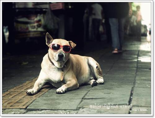Dogilike.com :: แรมโบ้ สุนัขจรจัดที่ยังคงอยู่ในใจชาวกรุงฯ