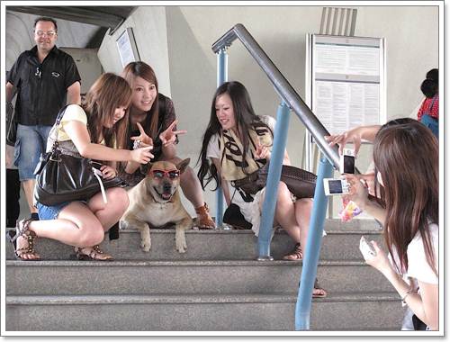 Dogilike.com :: แรมโบ้ สุนัขจรจัดที่ยังคงอยู่ในใจชาวกรุงฯ