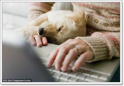 Dogilike.com :: ! .᤹Ҵ Ѵͧ١عѢ´ѡ֡