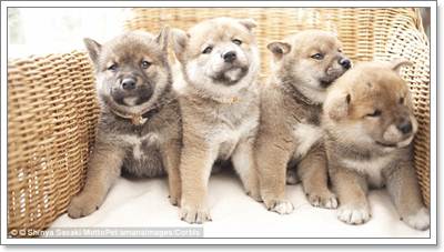 Dogilike.com :: ! .᤹Ҵ Ѵͧ١عѢ´ѡ֡