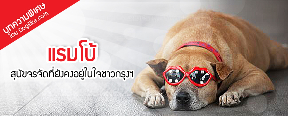 Dogilike.com :: แรมโบ้ สุนัขจรจัดที่ยังคงอยู่ในใจชาวกรุงฯ