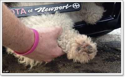Dogilike.com :: ش! عѢͺź㹡Шѧ˹ö¹ Ѻ 20 .