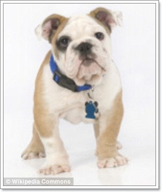 Dogilike.com :: Ŵ! Ŵ͡ѭ . ѧ١駵ҡᴴ