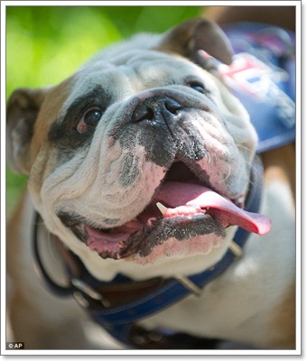 Dogilike.com :: Ŵ! Ŵ͡ѭ . ѧ١駵ҡᴴ