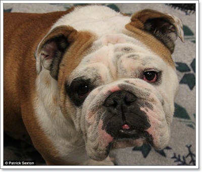 Dogilike.com :: Ŵ! Ŵ͡ѭ . ѧ١駵ҡᴴ