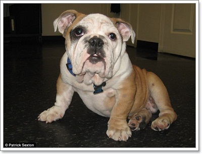 Dogilike.com :: Ŵ! Ŵ͡ѭ . ѧ١駵ҡᴴ