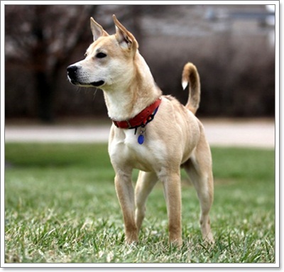 สื่อนอกเผย 10 สายพันธุ์สุนัขหายาก! หมาไทยติดโผ! | Dogilike.Com