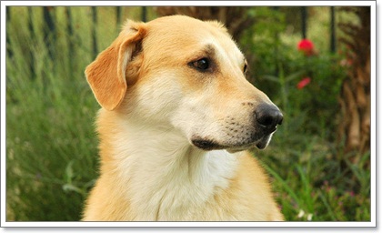 สื่อนอกเผย 10 สายพันธุ์สุนัขหายาก! หมาไทยติดโผ! | Dogilike.Com