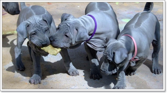 Dogilike.com :: ѧҹ شʹعѢ¾ѹҡԴѹѺš