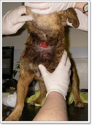 Dogilike.com :: ! Ңͧ˴عѢԹ   ͧзѧԵ