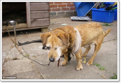 Dogilike.com :: ! Ңͧ˴عѢԹ   ͧзѧԵ