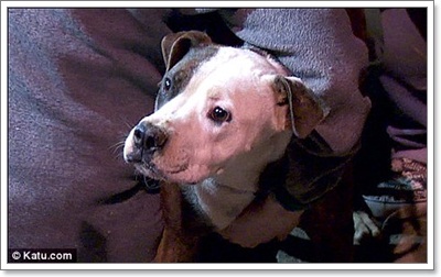 Dogilike.com :: ! ѺԧعѢŧͧҹ 6 ѹ