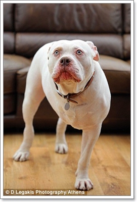 Dogilike.com :: ! ѡ¡ԡѹٹ ѡ秵ٺʹѡ